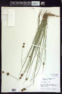 Juncus bolanderi image