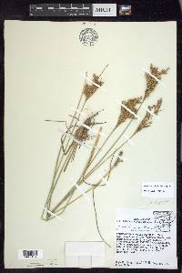 Juncus brachyphyllus image