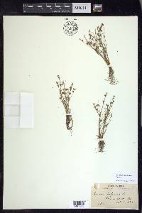 Juncus bufonius var. bufonius image