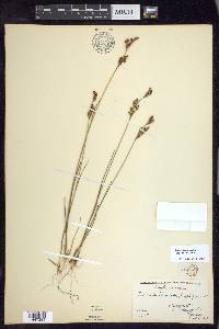 Juncus brevicaudatus image