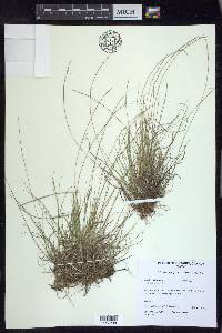 Muhlenbergia uniflora image