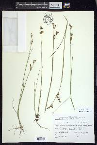 Juncus brevicaudatus image