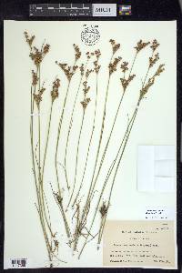 Juncus brevicaudatus image