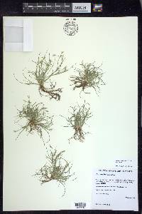 Juncus bufonius var. bufonius image