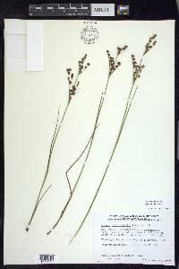 Juncus brevicaudatus image