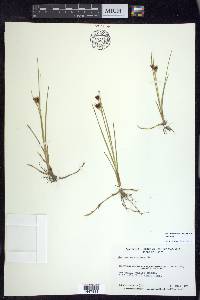 Juncus castaneus subsp. castaneus image