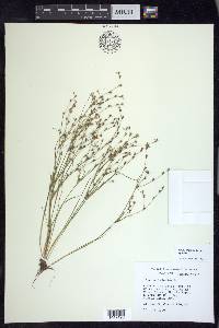 Juncus bufonius var. bufonius image