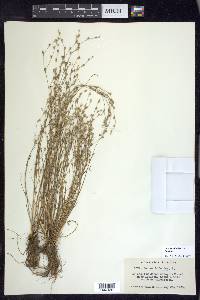 Juncus bufonius var. bufonius image