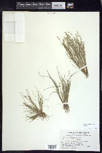 Juncus bufonius var. bufonius image