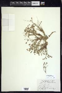 Juncus bufonius var. congestus image