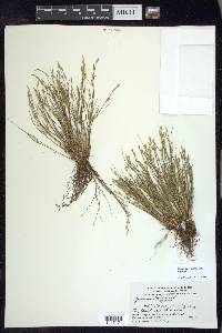 Juncus bufonius var. bufonius image