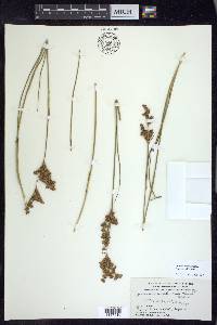 Juncus brevicaudatus image
