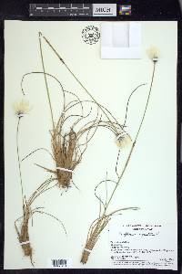 Eriophorum vaginatum image