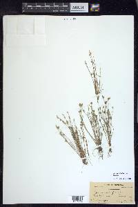 Juncus bufonius var. bufonius image