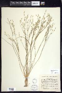 Juncus bufonius var. bufonius image