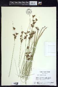 Juncus compressus image