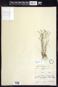 Juncus bufonius var. bufonius image