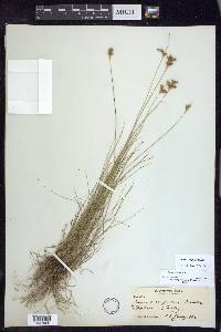 Juncus confusus image