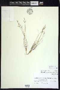 Juncus debilis image