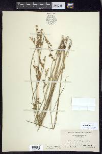 Juncus brevicaudatus image