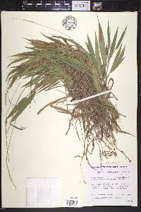 Dichanthelium xanthophysum image