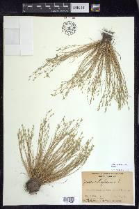 Juncus bufonius var. bufonius image