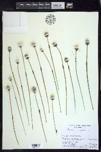 Eriophorum vaginatum image