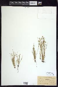 Juncus bufonius var. congestus image