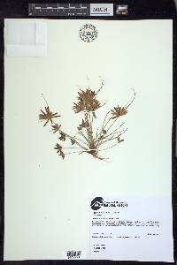 Cyperus bipartitus image