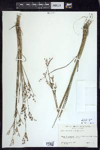 Juncus brevicaudatus image