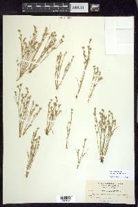 Juncus bufonius var. congestus image