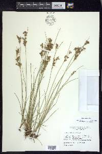 Juncus compressus image