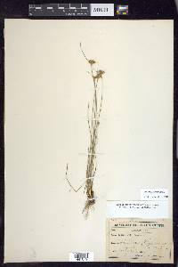 Juncus confusus image