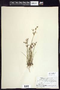 Juncus brachycephalus image