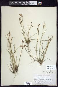 Juncus brevicaudatus image