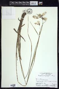 Eriophorum angustifolium image