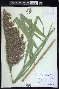 Phragmites australis image