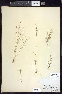 Juncus bufonius var. bufonius image