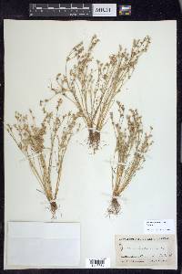 Juncus bufonius var. bufonius image