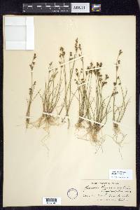 Juncus brevicaudatus image