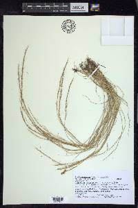 Aristida longespica image