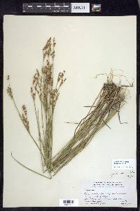 Juncus brevicaudatus image