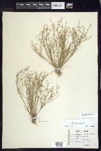 Juncus bufonius var. bufonius image