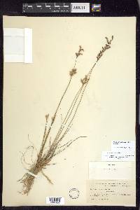 Juncus dichotomus image