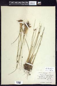 Juncus balticus subsp. ater image