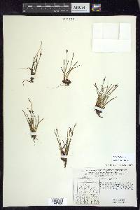 Juncus biglumis image