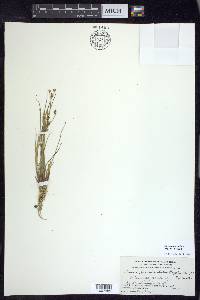 Juncus brevicaudatus image