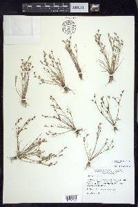 Juncus bufonius var. bufonius image