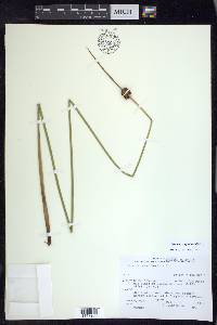 Juncus conglomeratus image