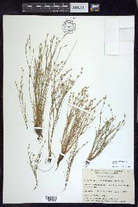 Juncus bufonius var. bufonius image